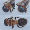 Myrmilla triareolata